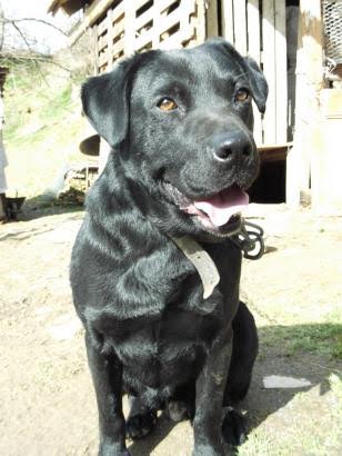 Dingo, Labradormischlingsrüde, geb. ca. April 2009 24656063ls