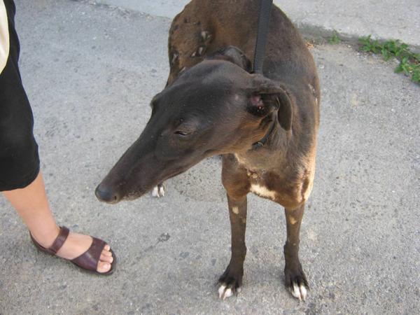 Galgo Alegre aus Andalusien sucht ... - Galgo-Lovers - 2481478