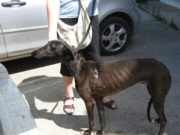 Galgo Alegre aus Andalusien sucht ... - Galgo-Lovers - 2481479