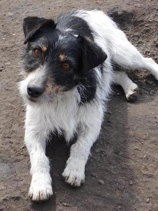 Turbo, Foxterriermischlingsrüde, geb. ca. Juli 2014 24904796ny