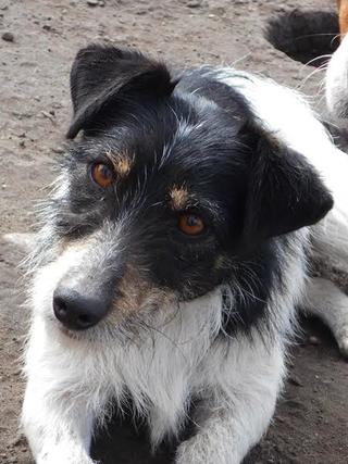 Turbo, Foxterriermischlingsrüde, geb. ca. Juli 2014 24904801kf