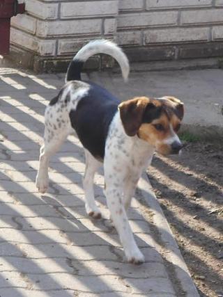 Felix, Beaglemischlingsrüde, geb. ca. Mai 2015 25009482ta