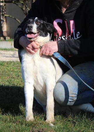 Panka, Border-Collie-Mischlingshündin, geb. ca. Juni 2015 25054110yd