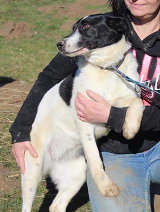 Panka, Border-Collie-Mischlingshündin, geb. ca. Juni 2015 25054111cj