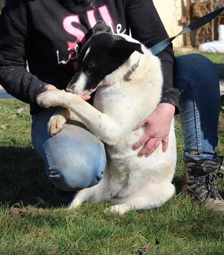 Panka, Border-Collie-Mischlingshündin, geb. ca. Juni 2015 25054117hr