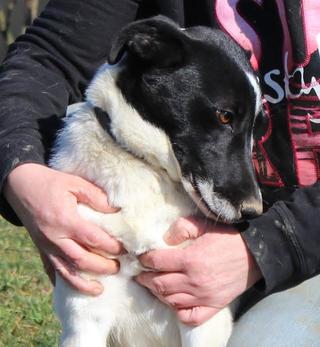 Panka, Border-Collie-Mischlingshündin, geb. ca. Juni 2015 25054141yj