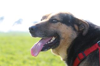 Luke, Schäferhundmischlingsrüde, geb. ca. Januar 2015 25066031tc