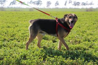 Luke, Schäferhundmischlingsrüde, geb. ca. Januar 2015 25066033av