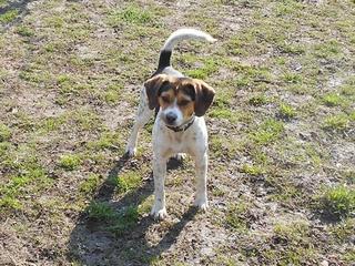 Felix, Beaglemischlingsrüde, geb. ca. Mai 2015 25066113tj