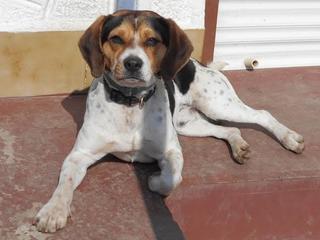 Felix, Beaglemischlingsrüde, geb. ca. Mai 2015 25066116rh