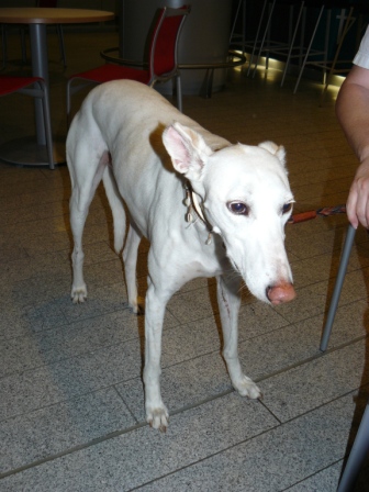 Ratonera ANNA aus der Perrera de Jerez sucht Adoptivefamilie... 2516572