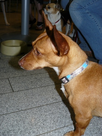 Ratonera ANNA aus der Perrera de Jerez sucht Adoptivefamilie... 2516574