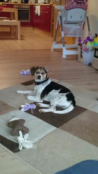 Felix, Beaglemischlingsrüde, geb. ca. Mai 2015 25362777kx