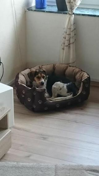 Felix, Beaglemischlingsrüde, geb. ca. Mai 2015 25362778fj