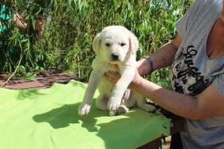 Lucky hat ein neues Zuhause gefunden 25440841tl