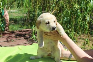 Lola, Mischlingshündin, geb. ca. Februar 2016 25441044od