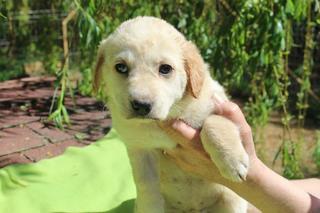 Lola, Mischlingshündin, geb. ca. Februar 2016 25441047gg