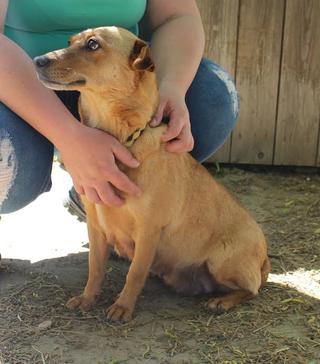 Lola, Mischlingshündin, geb. ca. Februar 2016 25441050je