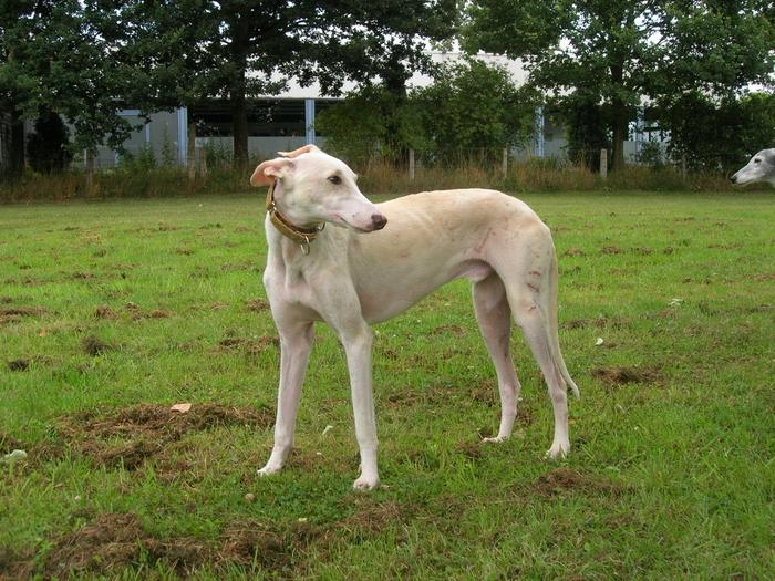 Lucas Galgo  sucht ein Zuhause 2549114