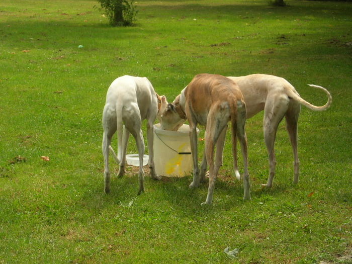 Lucas Galgo  sucht ein Zuhause 2549117