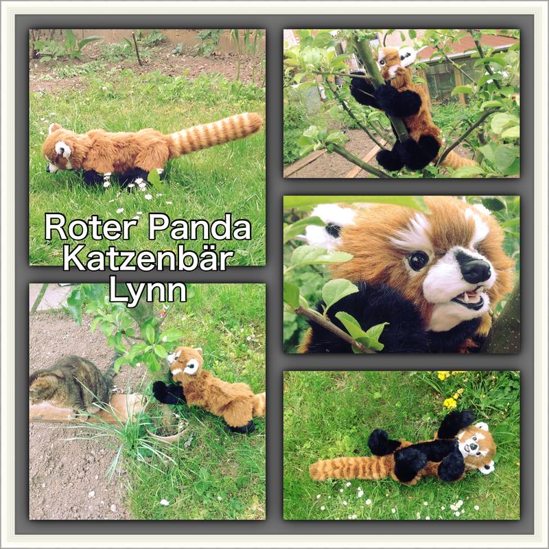 Lynn, ein Katzenbärchen, roter Panda 25526291um