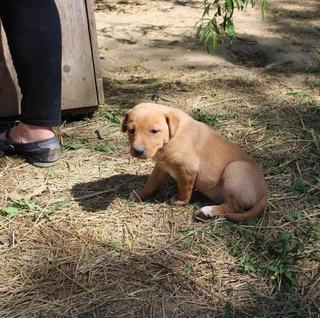 Lady, Mischlingshündin, geb. ca. Februar 2016 25607117mr