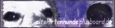 Alte Hirtenhunde 2568148