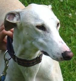 Galgo Tango aus Andalusien sucht -New-Graceland- 2582743