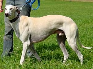 Galgo Tango aus Andalusien sucht -New-Graceland- 2582744