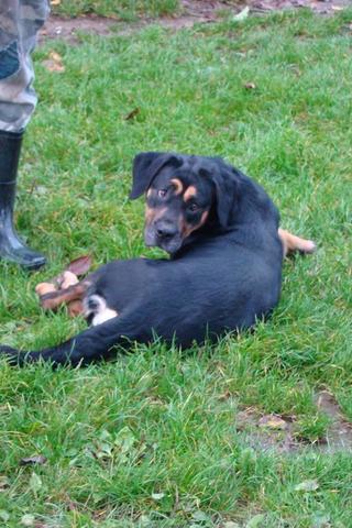 Lady, Rottweiler-Cane Corso-Mischlingshündin, geb. ca. 2014 25829859bx