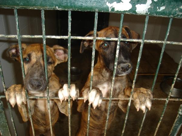 Alice & Laura aus der Perrera Jerez - www.neuburger-tierhilfe.de 2585641