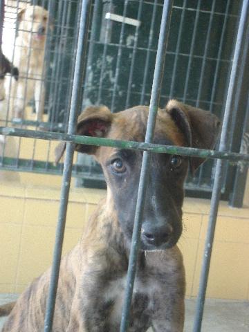 Alice & Laura aus der Perrera Jerez - www.neuburger-tierhilfe.de 2585643