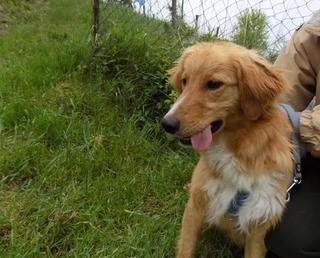 Suba, Golden-Retriever-Mischlingsrüde, geb. ca. September 2015 25902970bx