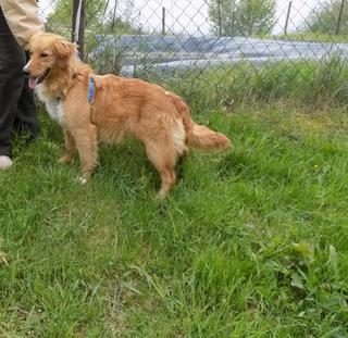 Suba, Golden-Retriever-Mischlingsrüde, geb. ca. September 2015 25902972vl