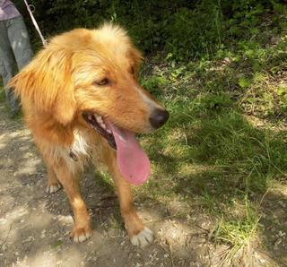 Suba, Golden-Retriever-Mischlingsrüde, geb. ca. September 2015 25902976zh