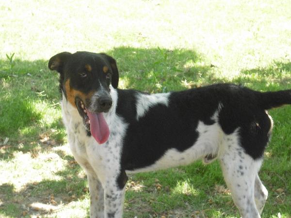 Ratonero-Mix CURRO aus Andalusien sucht ... 2591047