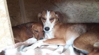 Tomy, Beaglemischlingsrüde und Tamy, Dackelmischlingshündin, geb. ca. Juni 2015 26060317no