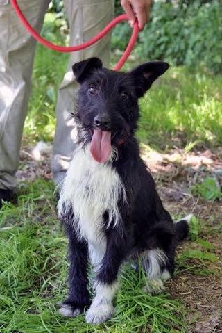 Piko, Foxterriermischlingsrüde, geb. ca. 2013 26122347wt