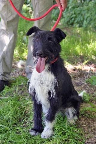 Piko, Foxterriermischlingsrüde, geb. ca. 2013 26122357jh