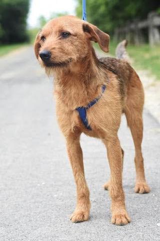 Lali, Terriermischlingsrüde, geb. ca. Mai 2015 26244141je