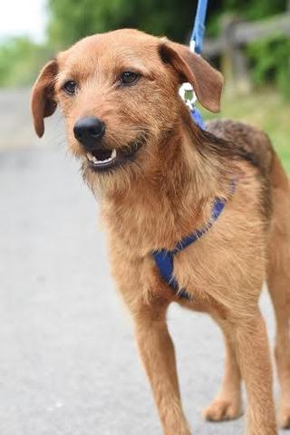 Lali, Terriermischlingsrüde, geb. ca. Mai 2015 26244142nj