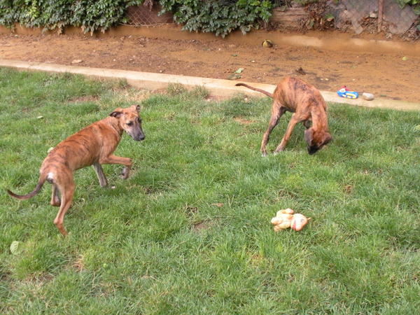 Alice & Laura aus der Perrera Jerez - www.neuburger-tierhilfe.de 2630445