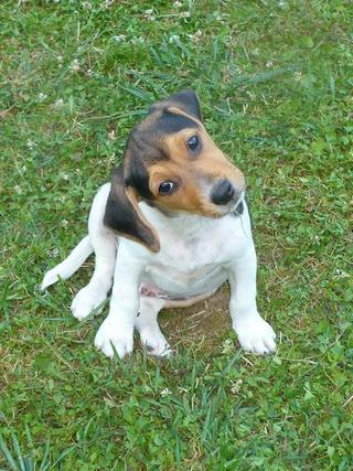 Oskar, Mischlingsrüde, geb. ca. März 2016 26340081lj