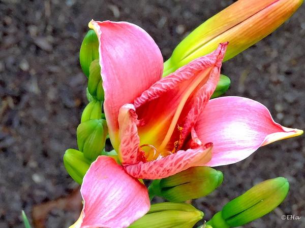 Hemerocallis - Taglilien - Schönheiten im Juni und Juli - Seite 7 26413596ft