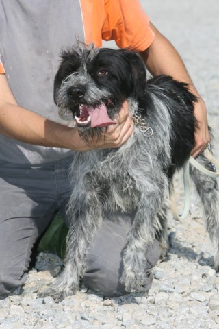 Tango, 2 Jahre, Griffon-Mix sucht Familie 2645152