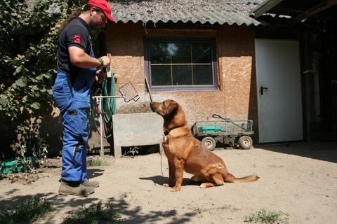 169K - aufgeweckter Frechdachs namens Luigi - Seite 3 26546120wu