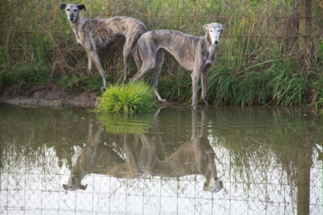 Galga CHELSEY aus Murcia sucht ... - Seite 15 26548355cm