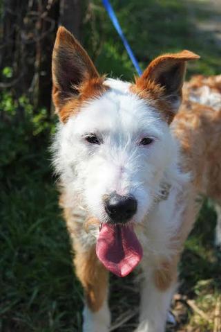 berta - Berta, Foxterrier-Stafford-Mischlingshündin, geb. ca. Mai 2015 26611575on