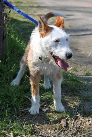 berta - Berta, Foxterrier-Stafford-Mischlingshündin, geb. ca. Mai 2015 26611583xq