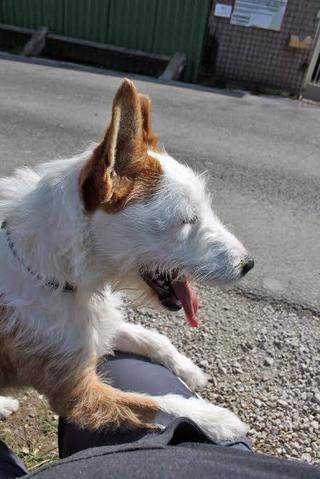 berta - Berta, Foxterrier-Stafford-Mischlingshündin, geb. ca. Mai 2015 26611630fk